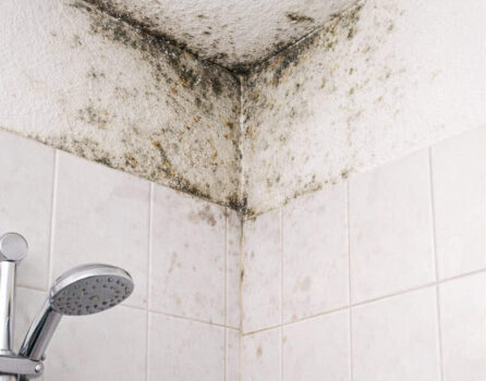Schimmel in de badkamer: De grootste boosdoener