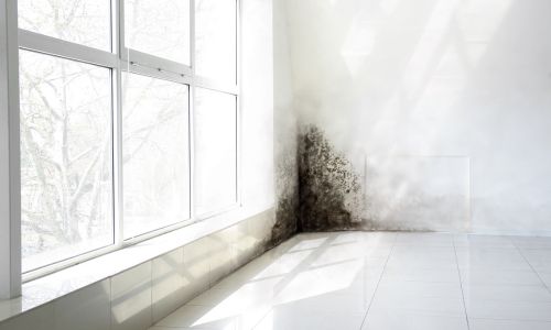 Wat is schimmel en waarom groeit het in huis?